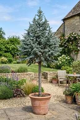 Cedrus libani 'Glauca' på stam