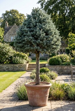 Cedrus libani 'Glauca' på stam