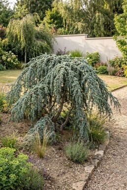 Cedrus libani 'Glauca Pendula' Buske