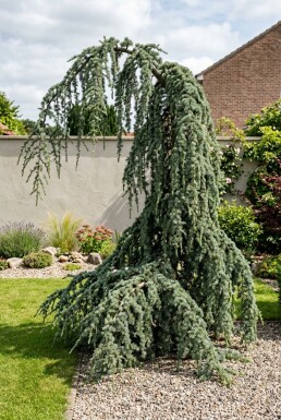 Cedrus libani 'Glauca Pendula' Buske