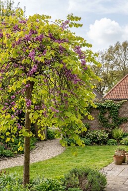 Cercis canadensis 'Golden Falls' uppstammad 175-200 cm C10