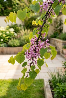 Cercis canadensis 'Golden Falls' uppstammad 175-200 cm C10