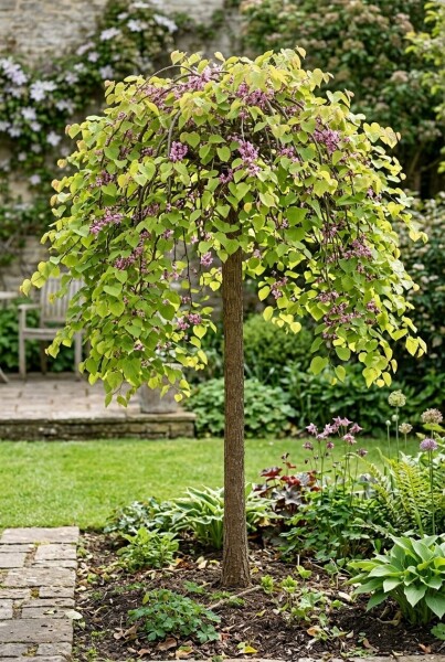 Cercis canadensis 'Golden Falls' halvstam stamhöjd 120 cm C12