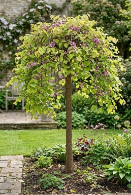 Cercis canadensis 'Golden Falls' halvstam stamhöjd 120 cm C12