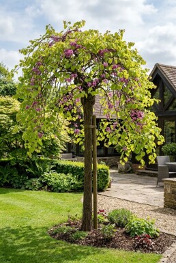 Cercis canadensis 'Golden Falls' halvstam stamhöjd 120 cm C12