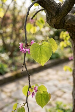 Cercis canadensis 'Golden Falls' halvstam stamhöjd 120 cm C12