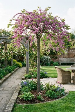 Cercis canadensis 'Traveller' halvstam stamhöjd 120 cm C12