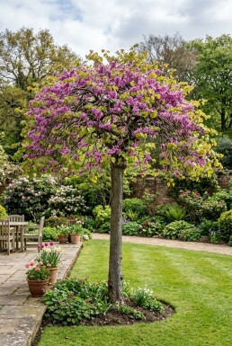 Cercis canadensis 'Traveller' halvstam stamhöjd 120 cm C12