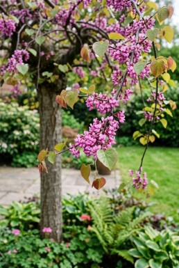 Cercis canadensis 'Traveller' halvstam stamhöjd 120 cm C12