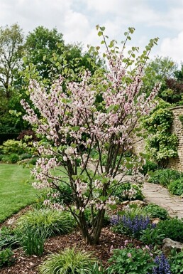 Cercis chinensis 'Shirobana' Buske