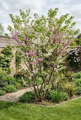 Cercis chinensis 'Shirobana' Buske