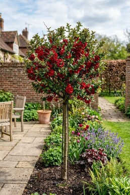 Chaenomeles superba 'Nicoline' stam