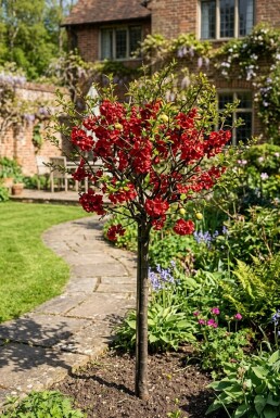 Chaenomeles superba 'Nicoline' stam