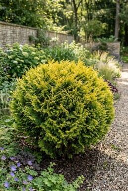 Chamaecyparis 'Butterball' Buske