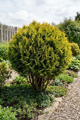 Chamaecyparis 'Butterball' Buske