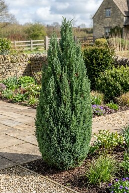 Chamaecyparis lawsoniana 'Ellwoodii' Buske