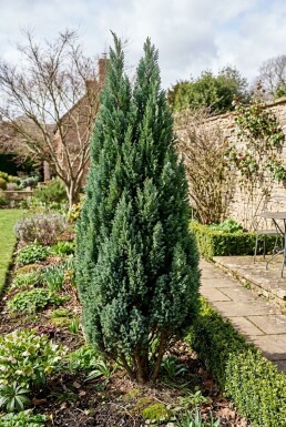 Chamaecyparis lawsoniana 'Ellwoodii' Buske