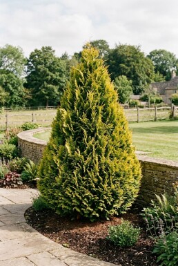 Chamaecyparis lawsoniana 'Ivonne' Buske
