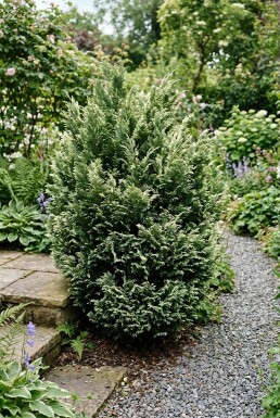 Chamaecyparis lawsoniana 'Pearly Swirls' Buske