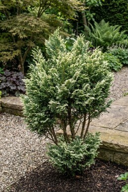 Chamaecyparis lawsoniana 'Pearly Swirls' Buske