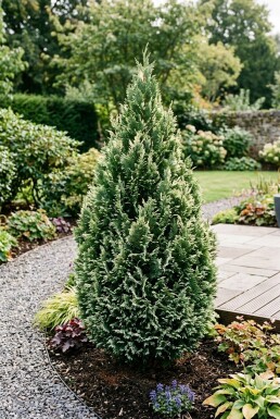 Chamaecyparis lawsoniana 'Snow White' Buske