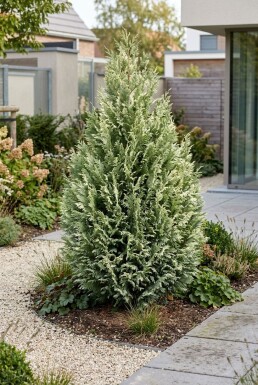 Chamaecyparis lawsoniana 'Snow White' Buske