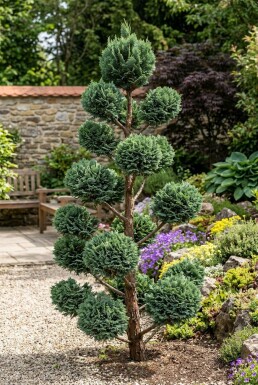 Chamaecyparis lawsoniana 'Wisselii' Pompom