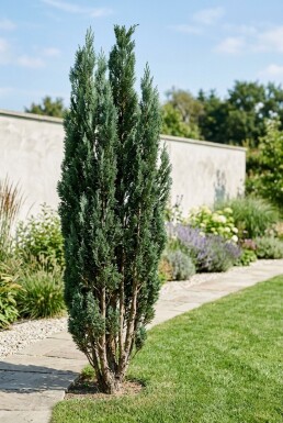 Chamaecyparis lawsoniana 'Wissel's Saguaro' Buske