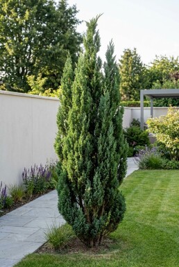 Chamaecyparis lawsoniana 'Wissel's Saguaro' Buske