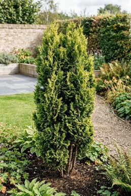 Chamaecyparis 'Maureen' Buske