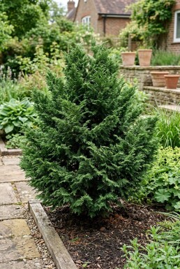 Chamaecyparis 'Meroki Twin' Buske