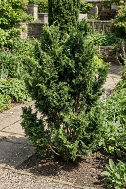 Chamaecyparis 'Meroki Twin' Buske