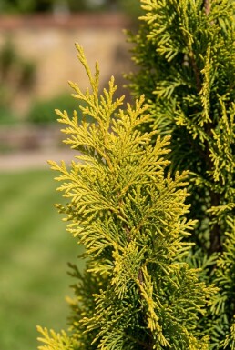 Chamaecyparis nootkatensis 'Moonshot' Stam