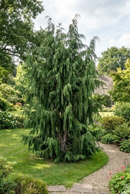 Chamaecyparis nootkatensis 'Pendula' Buske