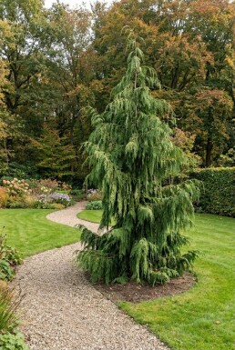 Chamaecyparis nootkatensis 'Pendula' Buske