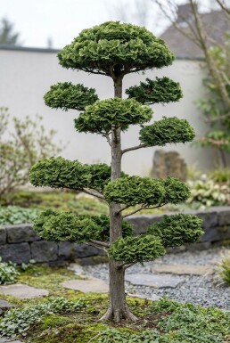 Chamaecyparis obtusa 'Contorta' bonsai