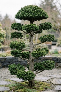 Chamaecyparis obtusa 'Contorta' bonsai