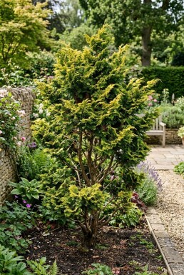 Chamaecyparis obtusa 'Fernspray Gold' Buske