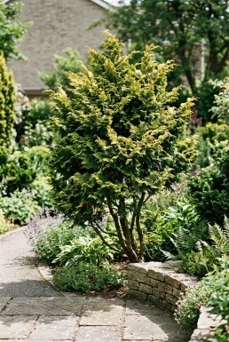 Chamaecyparis obtusa 'Fernspray Gold' Buske