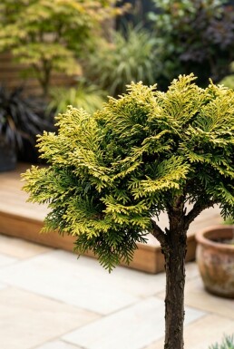 Chamaecyparis obtusa 'Nana Aurea' på stam