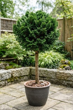 Chamaecyparis obtusa 'Nana Gracilis' på stam