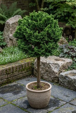 Chamaecyparis obtusa 'Nana Gracilis' på stam
