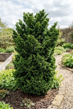Chamaecyparis obtusa 'Teddy Bear' Buske
