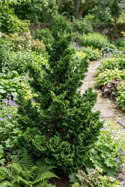 Chamaecyparis obtusa 'Teddy Bear' Buske