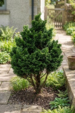 Chamaecyparis obtusa 'Gitte' buske