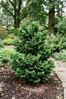 Chamaecyparis obtusa 'Gitte' buske