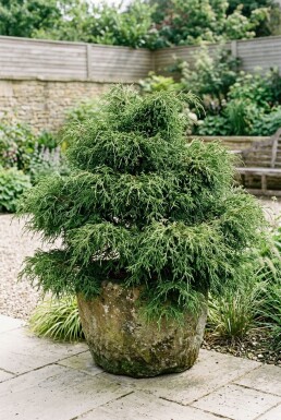 Chamaecyparis pisifera 'Filifera Nana'