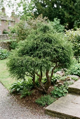 Chamaecyparis pisifera 'Filifera Nana' Flerstammig
