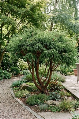 Chamaecyparis pisifera 'Filifera Nana' Flerstammig
