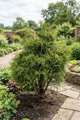 Chamaecyparis pisifera 'Filifera Nana' buske